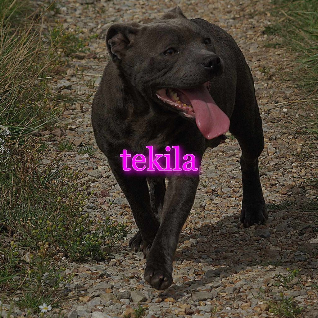Tekila (Sans Affixe)