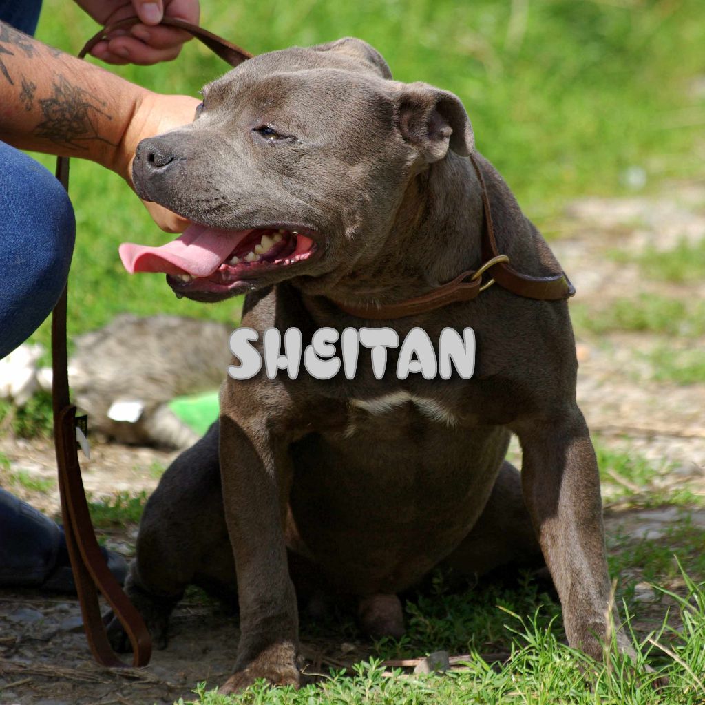 Sheitan (Sans Affixe)