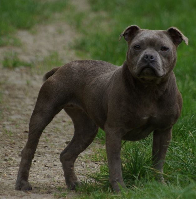 Valérie Zanasi - Chiot disponible  - Staffordshire Bull Terrier