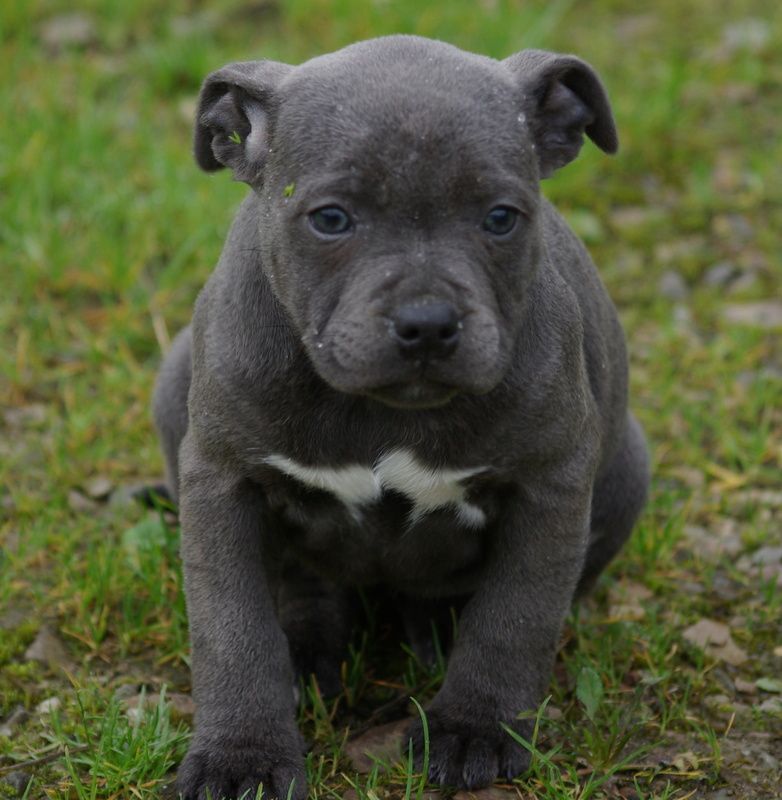 Valérie Zanasi - Chiot disponible  - Staffordshire Bull Terrier