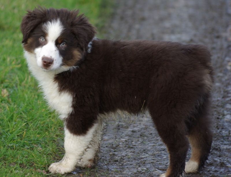 chiot Berger Américain Miniature  Valérie Zanasi