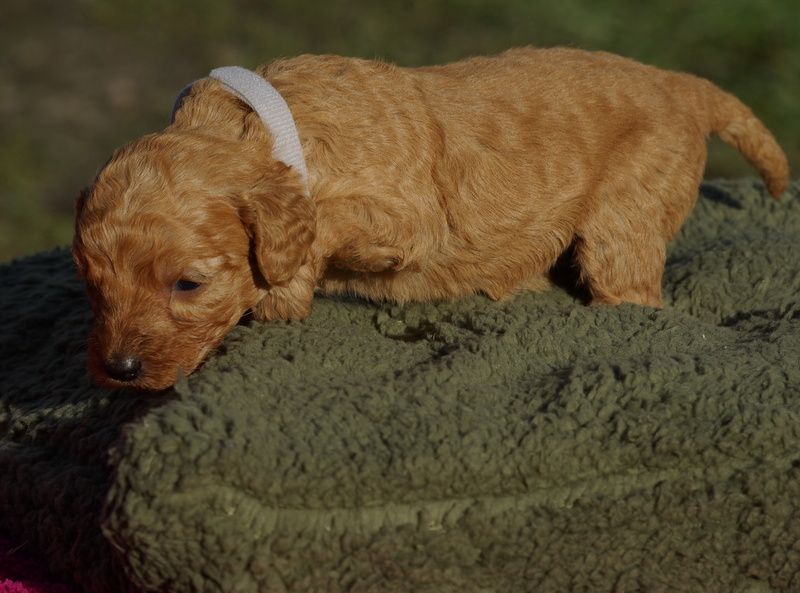 Valérie Zanasi - Chiot disponible  - Caniche