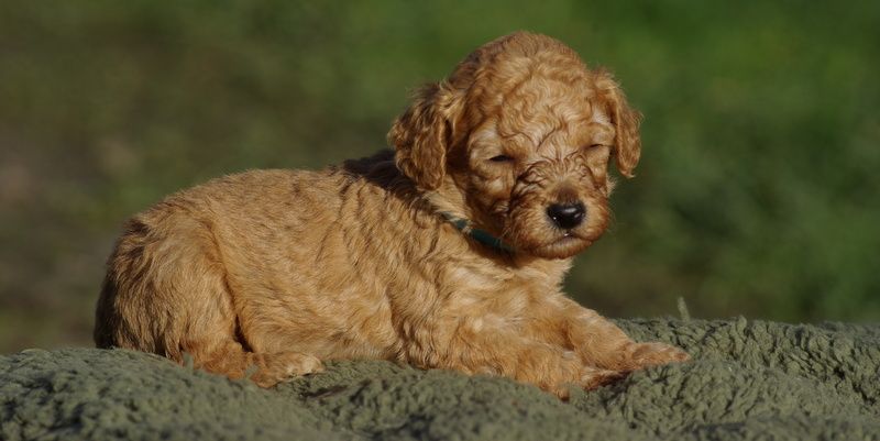 Valérie Zanasi - Chiot disponible  - Caniche