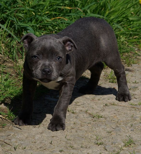 Valérie Zanasi - Chiot disponible  - Staffordshire Bull Terrier