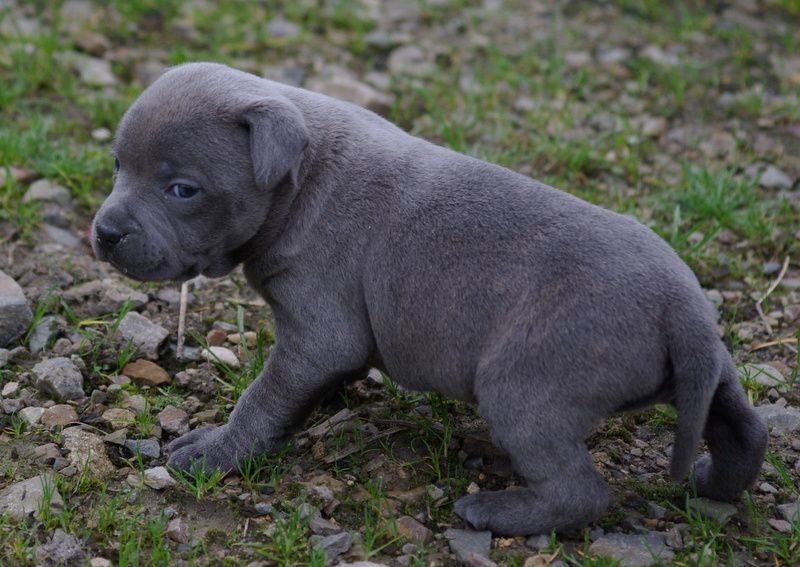 Valérie Zanasi - Chiot disponible  - Staffordshire Bull Terrier