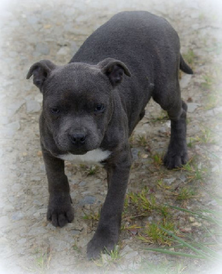 Valérie Zanasi - Staffordshire Bull Terrier - Portée née le 26/01/2024