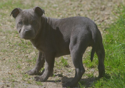 Valérie Zanasi - Staffordshire Bull Terrier - Portée née le 19/12/2023