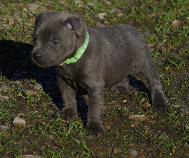 Valérie Zanasi - Chiot disponible  - Staffordshire Bull Terrier