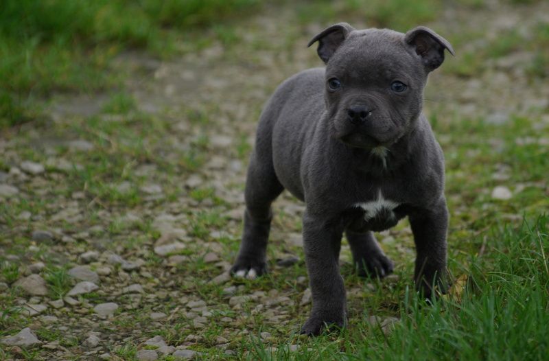 Valérie Zanasi - Chiot disponible  - Staffordshire Bull Terrier