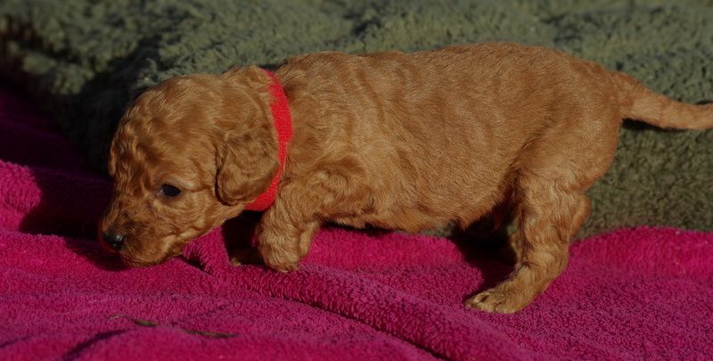 chiot Caniche Valérie Zanasi