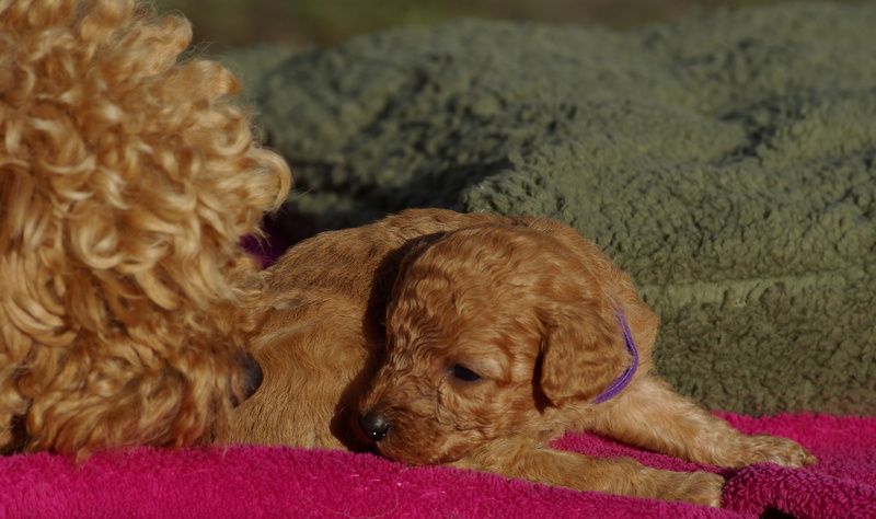 Valérie Zanasi - Chiot disponible  - Caniche