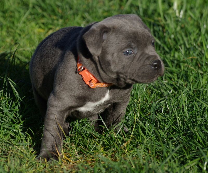 Valérie Zanasi - Chiot disponible  - Staffordshire Bull Terrier