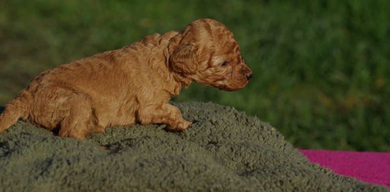 Valérie Zanasi - Chiot disponible  - Caniche