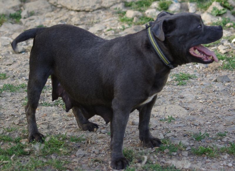 Tahira (twilight sur pedigree) (Sans Affixe)