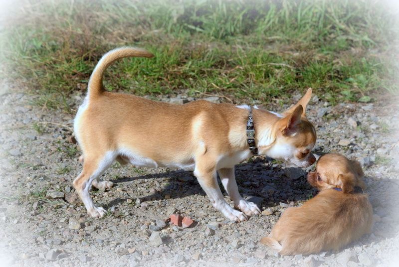 Utai Des Pachas Des Cimes