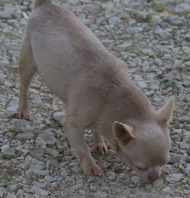 Timéo (Sans Affixe)