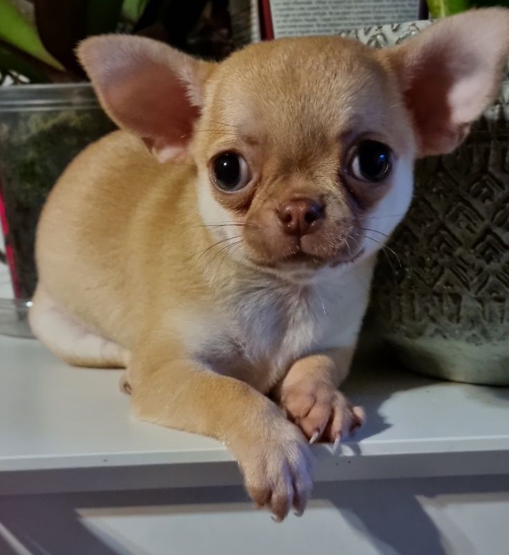Valérie Zanasi - Chiots disponibles - Chihuahua