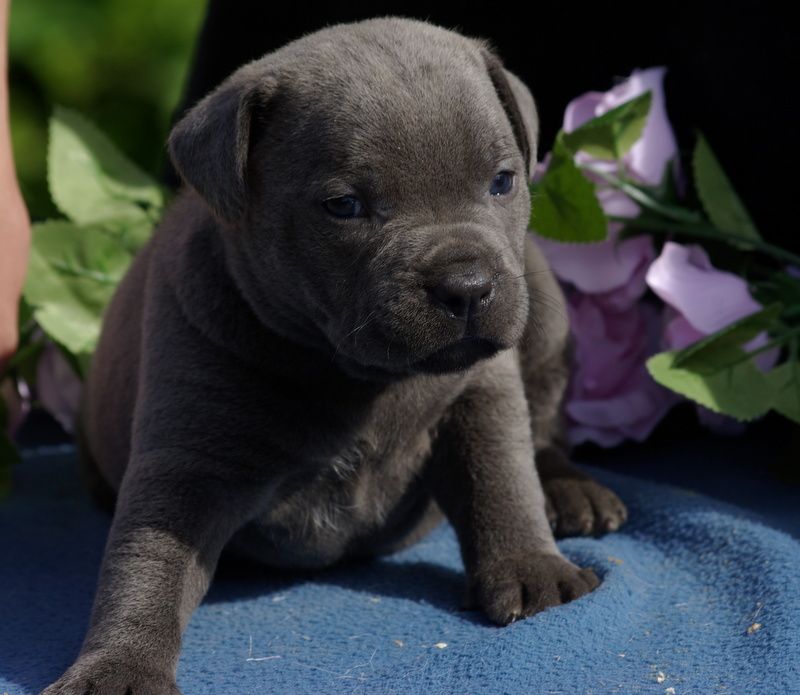 Valérie Zanasi - Chiots disponibles - Staffordshire Bull Terrier