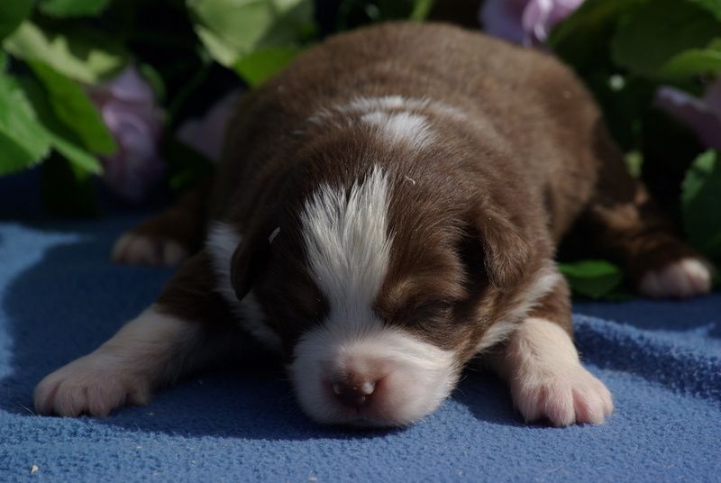 Valérie Zanasi - Chiots disponibles - Berger Américain Miniature 