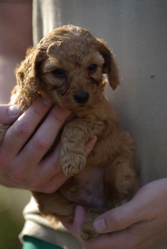 Valérie Zanasi - Chiots disponibles - Caniche