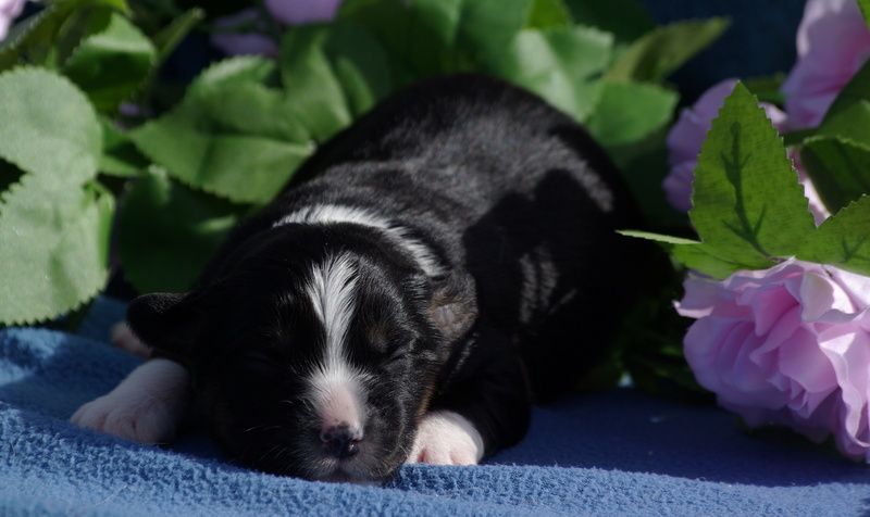 Valérie Zanasi - Chiots disponibles - Berger Américain Miniature 