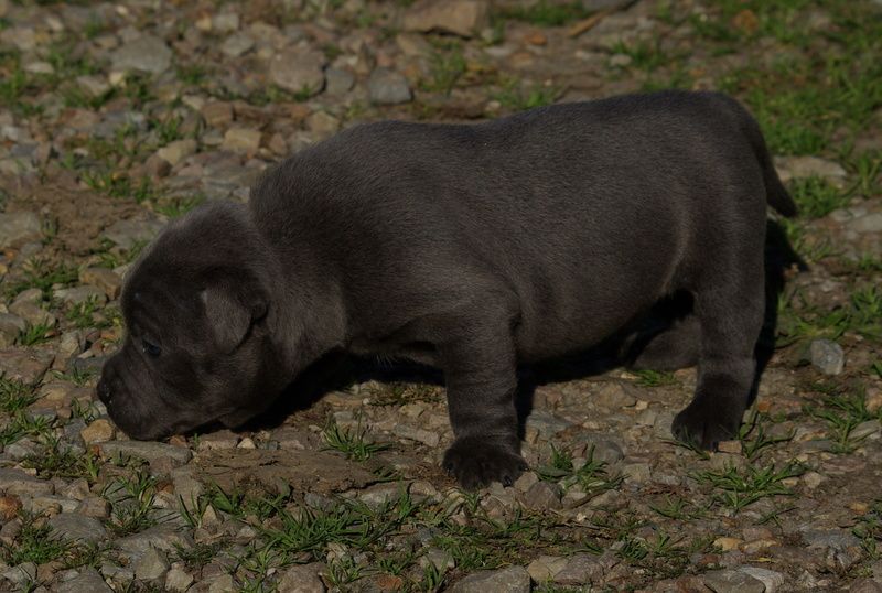 Valérie Zanasi - Chiots disponibles - Staffordshire Bull Terrier