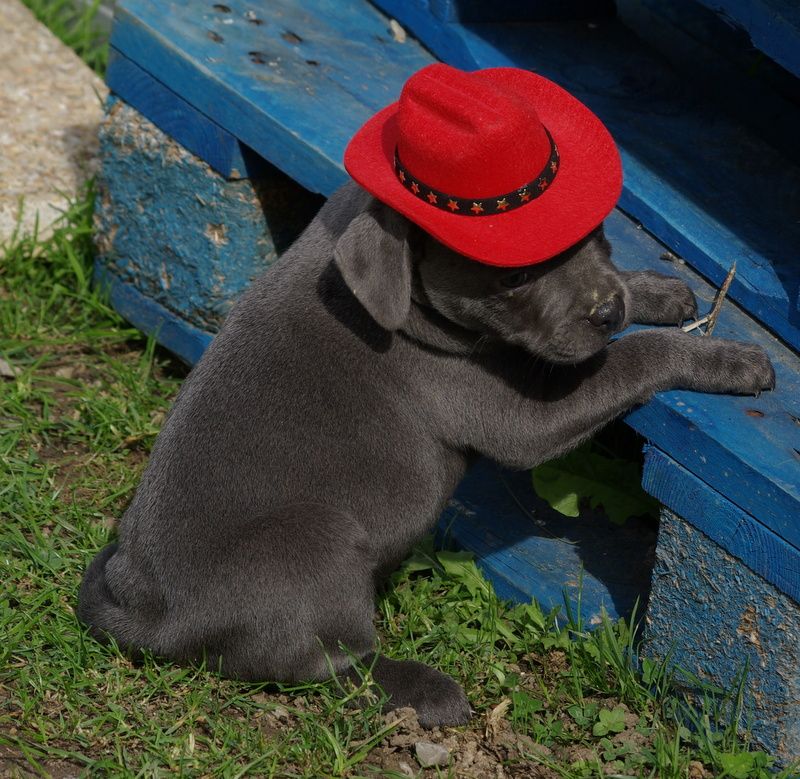 Valérie Zanasi - Chiots disponibles - Staffordshire Bull Terrier