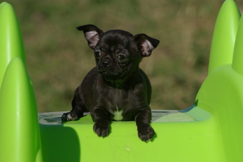 Valérie Zanasi - Chiots disponibles - Chihuahua