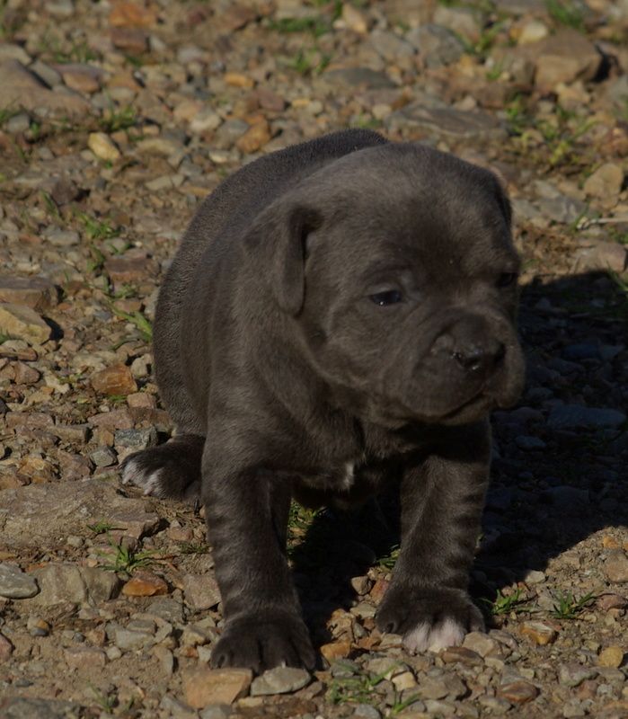 Valérie Zanasi - Chiots disponibles - Staffordshire Bull Terrier