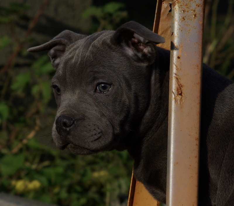 Valérie Zanasi - Chiots disponibles - Staffordshire Bull Terrier