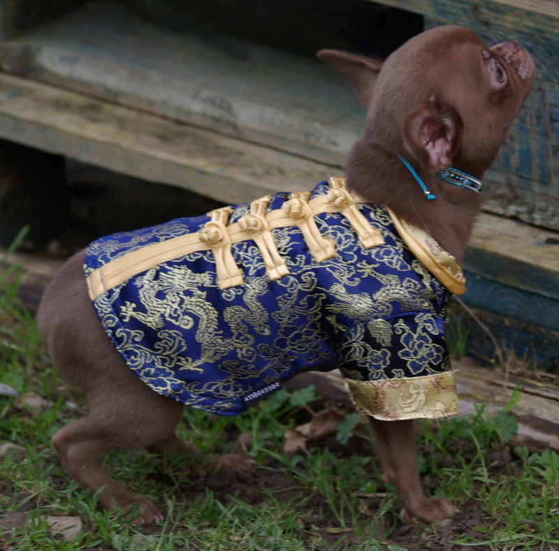 Valérie Zanasi - Chihuahua - Portée née le 29/08/2025