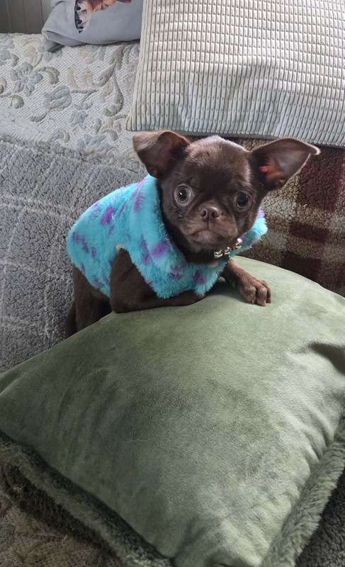 Valérie Zanasi - Chiots disponibles - Chihuahua