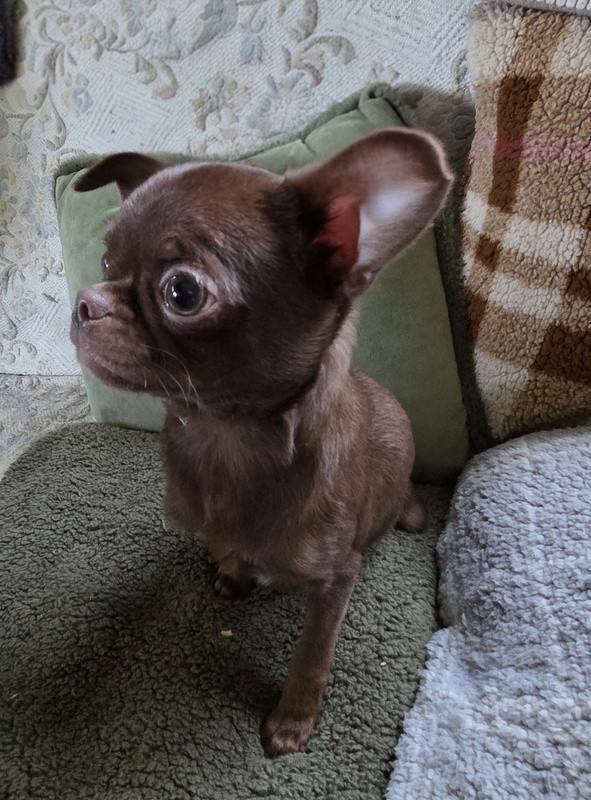 Valérie Zanasi - Chiots disponibles - Chihuahua