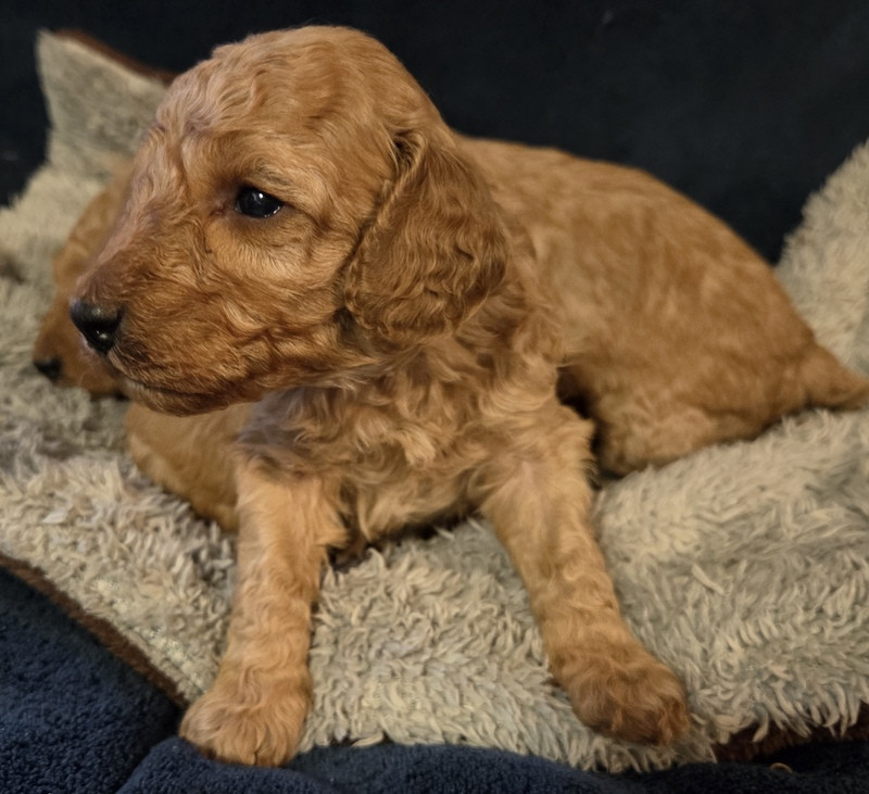 Valérie Zanasi - Chiots disponibles - Caniche