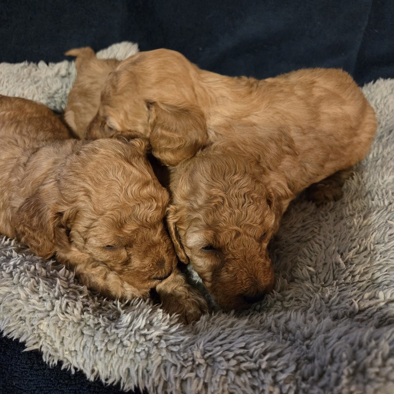 Valérie Zanasi - Chiots disponibles - Caniche