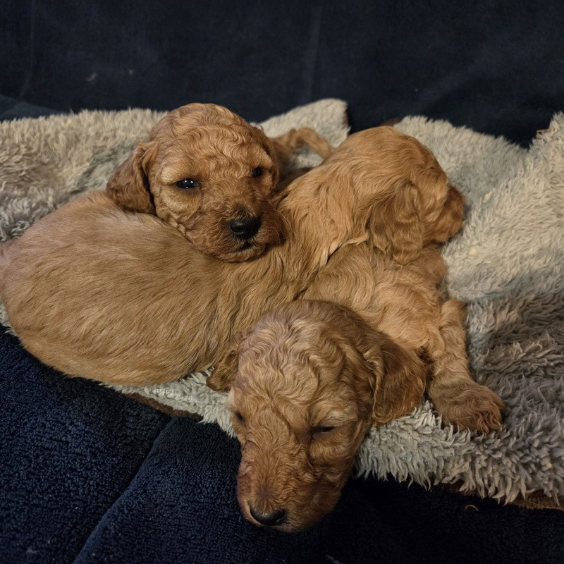 Valérie Zanasi - Chiots disponibles - Caniche