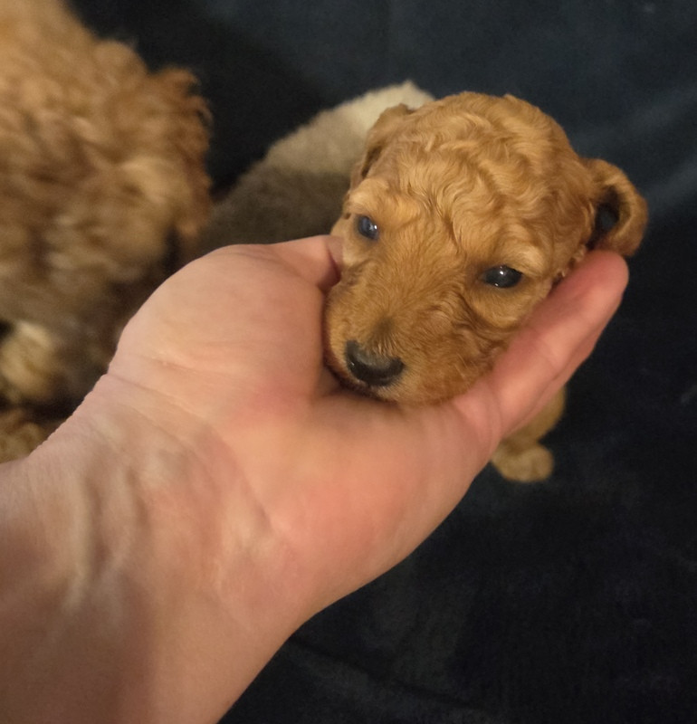 Valérie Zanasi - Chiots disponibles - Caniche