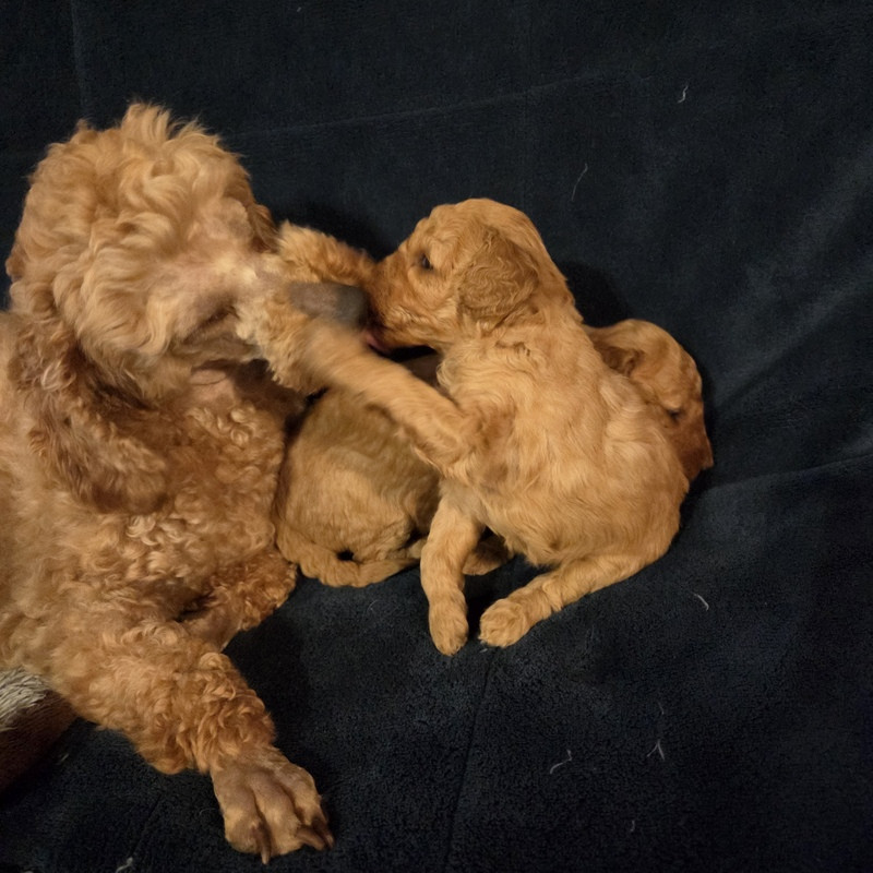 Valérie Zanasi - Chiots disponibles - Caniche