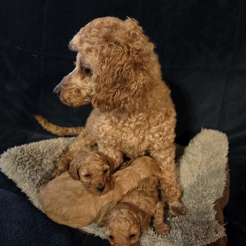 Chiot Caniche Valérie Zanasi