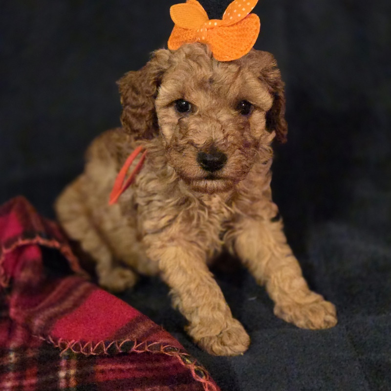 Valérie Zanasi - Chiots disponibles - Caniche