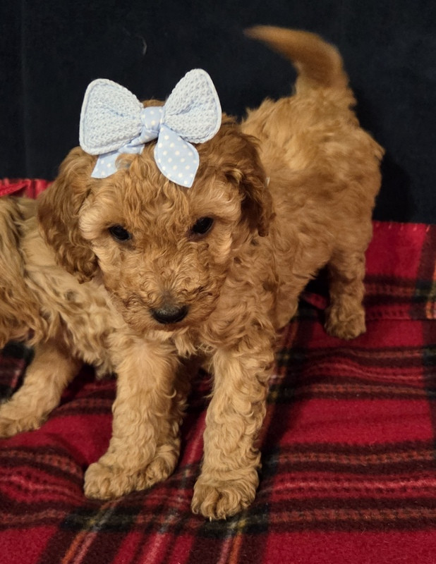 Valérie Zanasi - Chiots disponibles - Caniche