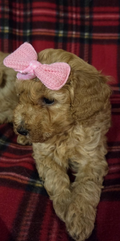 Valérie Zanasi - Chiots disponibles - Caniche