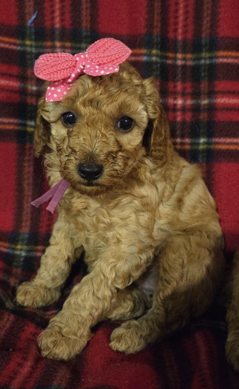 Valérie Zanasi - Chiots disponibles - Caniche