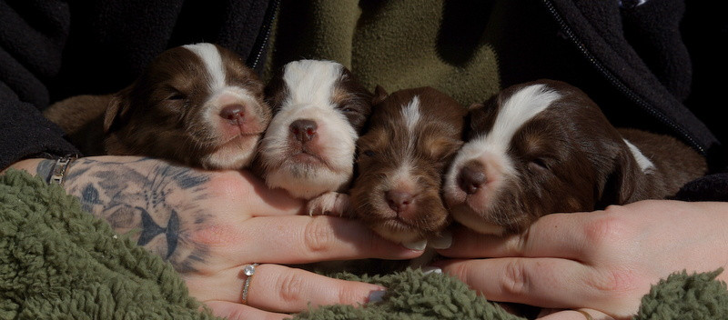 Chiot Berger Américain Miniature  Valérie Zanasi