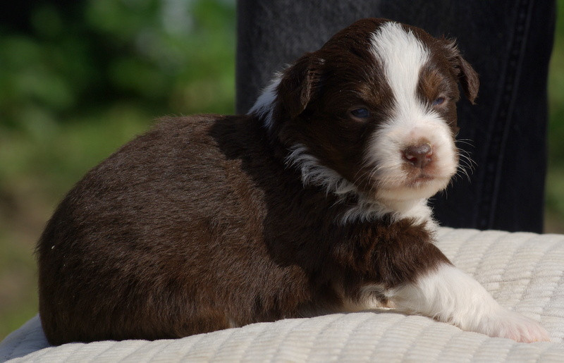 Valérie Zanasi - Chiots disponibles - Berger Américain Miniature 