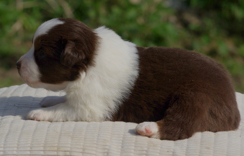 Valérie Zanasi - Chiots disponibles - Berger Américain Miniature 