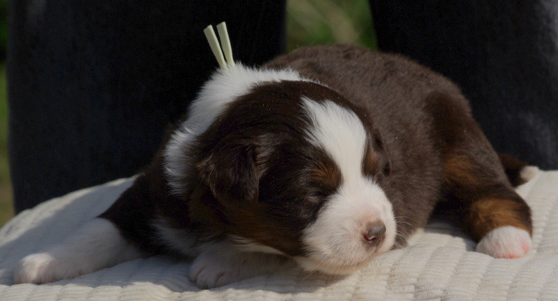 Valérie Zanasi - Chiots disponibles - Berger Américain Miniature 