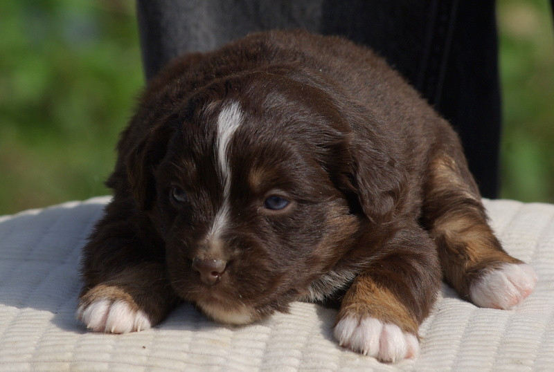 Valérie Zanasi - Chiots disponibles - Berger Américain Miniature 