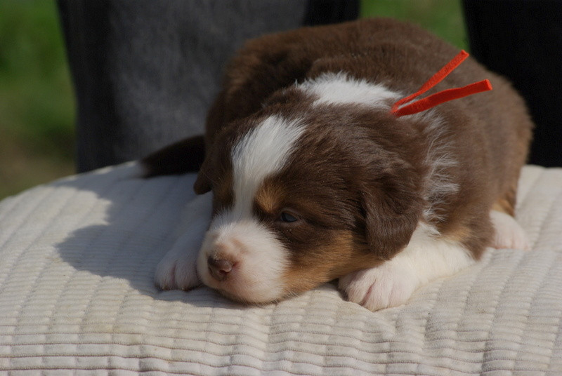 Valérie Zanasi - Chiots disponibles - Berger Américain Miniature 