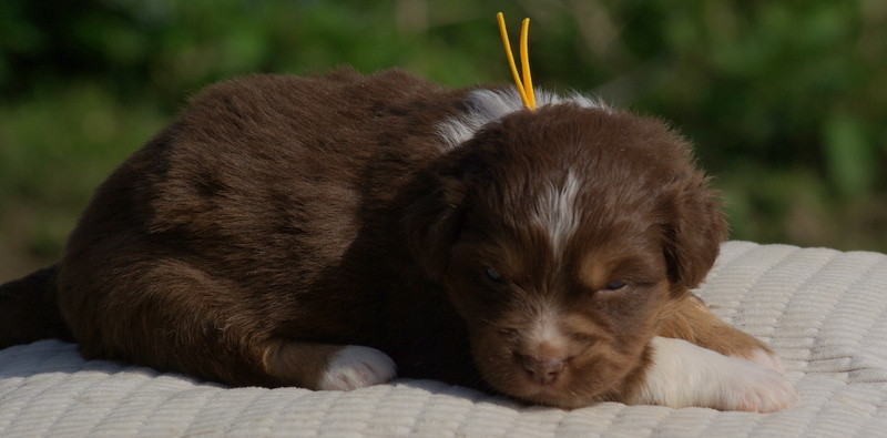 Valérie Zanasi - Chiots disponibles - Berger Américain Miniature 